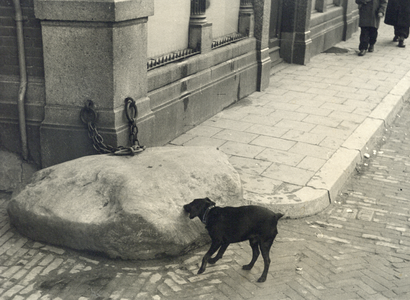 405902 Afbeelding van een hondje bij de steen aan de ketting (De Gesloten Steen) bij het huis Oudegracht 364 te Utrecht.